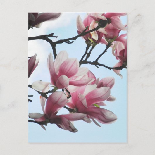 Carte Postale Saucer Magnolia Tulip Tree Fleurs Photo (Devant)