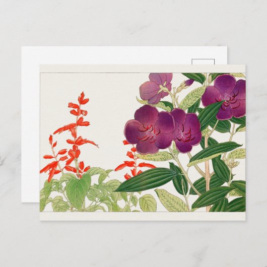 Carte Postale Sauge écarlate, Melastoma par Tanigami Konan (Devant / Derrière)