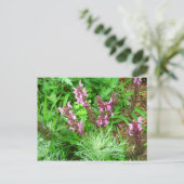 Carte Postale Sauge et Artemisia (Debout devant)