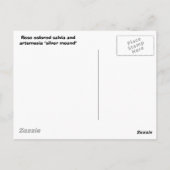 Carte Postale Sauge et Artemisia (Dos)