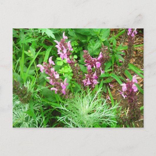 Carte Postale Sauge et Artemisia (Devant)