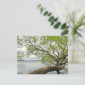 Carte Postale Saule au lac Cayuga (Debout devant)