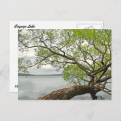 Carte Postale Saule au lac Cayuga (Devant / Derrière)