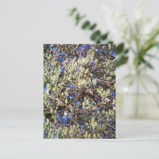CARTE POSTALE SAULE DE PRINTEMPS (Debout devant)
