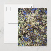 CARTE POSTALE SAULE DE PRINTEMPS (Devant / Derrière)