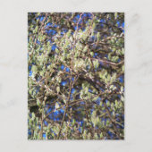 CARTE POSTALE SAULE DE PRINTEMPS (Devant)