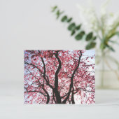 Carte postale Saule pleureur à fleurs roses (Debout devant)
