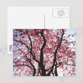 Carte postale Saule pleureur à fleurs roses (Devant / Derrière)