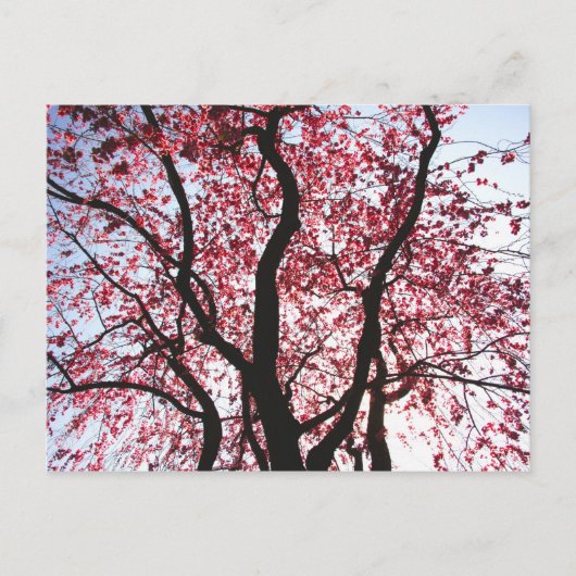 Carte postale Saule pleureur à fleurs roses (Devant)