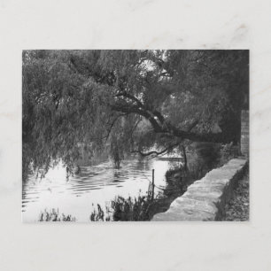 Carte Postale Saule Surplombant La Rivière