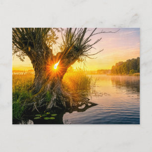 Carte Postale Saule têtard au lever de soleil brumeux sur la riv