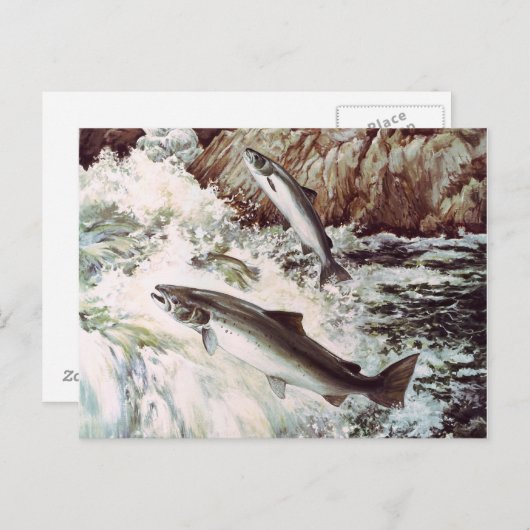 Carte postale saumon (Devant / Derrière)