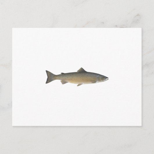 Carte Postale Saumon Atlantique (Devant)