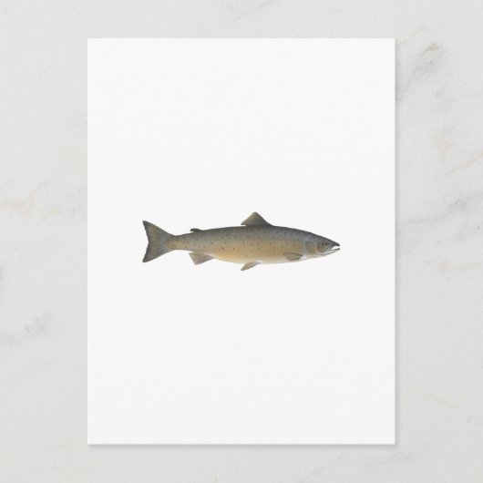 Carte Postale Saumon Atlantique (Devant)