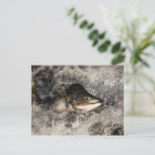 Carte Postale Saumon de saut (Debout devant)