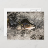 Carte Postale Saumon de saut (Devant / Derrière)