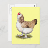 Carte Postale Saumon Faverolle Hen (Devant / Derrière)