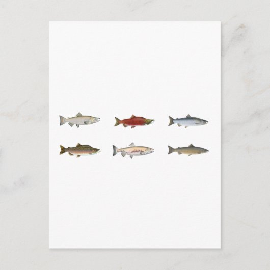 Carte Postale Saumon sauvage (Devant)