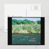 Carte Postale Saumon Sockeye (Devant / Derrière)