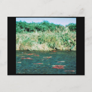 Carte Postale Saumon Sockeye