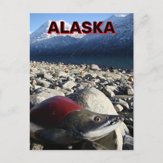 Carte Postale Saumon Sockeye de l'Alaska (Devant)