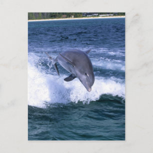 Carte Postale Saut dauphin, Grand Bahama, Bahamas