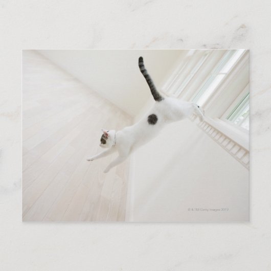 Carte Postale Saut de chat (Devant)