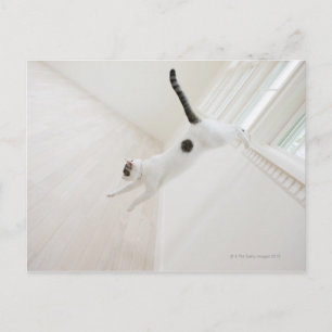 Carte Postale Saut de chat