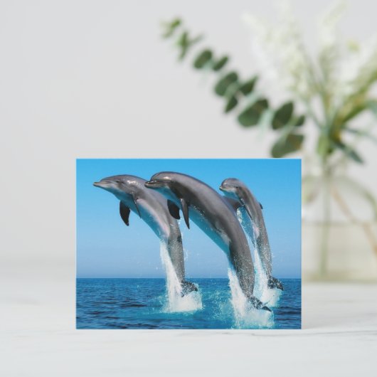 Carte Postale Saut de dophins (Debout devant)