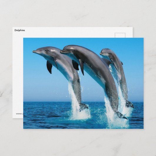 Carte Postale Saut de dophins (Devant / Derrière)