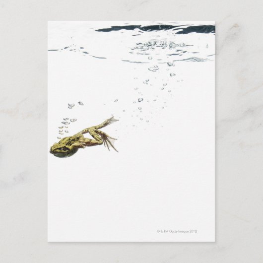 Carte Postale saut de grenouille et plongée dans l'eau (Devant)