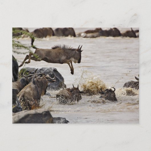 Carte Postale Saut de la faune dans la rivière Mara pendant (Devant)