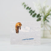 Carte Postale Saut de renard | Yukon, Canada (Debout devant)