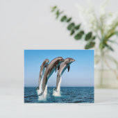 Carte Postale Sauter les dauphins (Debout devant)
