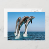 Carte Postale Sauter les dauphins (Devant / Derrière)