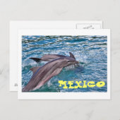 Carte Postale Sauter les dauphins Mexique (Devant / Derrière)