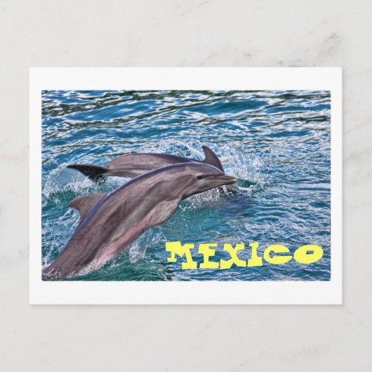 Carte Postale Sauter les dauphins Mexique (Devant)