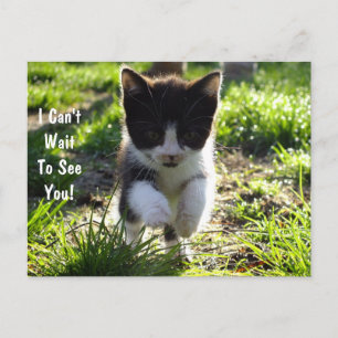 Carte Postale Sauter pour Joy Kitten PostCard *Personnaliser*