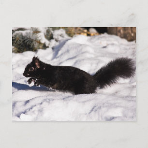 Carte Postale Sauter, sauter et sauter