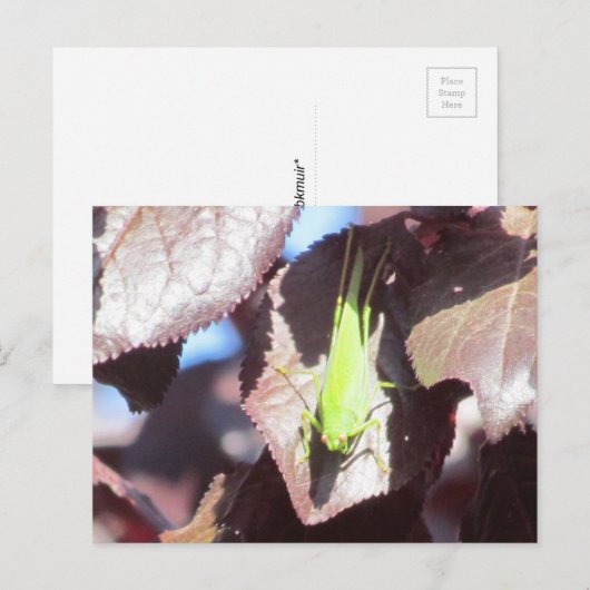 Carte postale - Sauterelle dans l'arbre (Devant / Derrière)