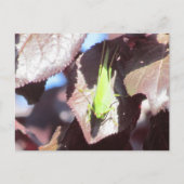 Carte postale - Sauterelle dans l'arbre (Devant)