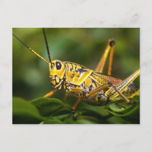 Carte Postale Sauterelle, Parc national des Everglades, Floride,