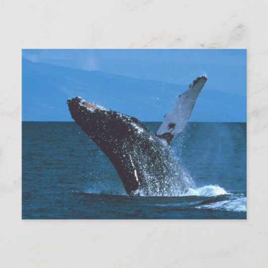 Carte Postale Sauts de baleines à bosse (Devant)