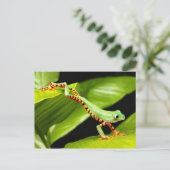 Carte Postale Sauts de grenouille à arbre (Debout devant)