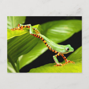 Carte Postale Sauts de grenouille à arbre