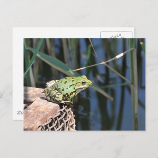 Carte Postale Sauts - grenouille verte au lac (Devant / Derrière)