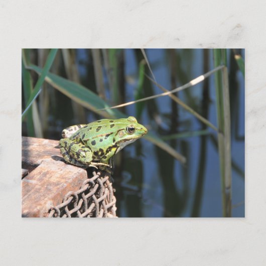 Carte Postale Sauts - grenouille verte au lac (Devant)