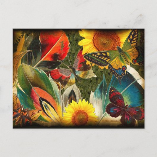 Carte Postale Sauvage avec bord (Devant)