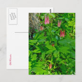 Carte postale Sauvage Columbine & Sceau de Salomon (Devant / Derrière)