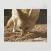 Carte postale sauvage - Fennec (Devant)
